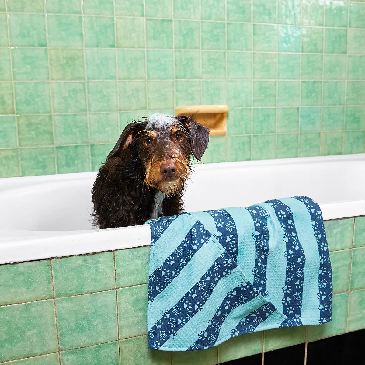 Gift Card for Persons Best Friend (Dogs & Pets) - Image 9
