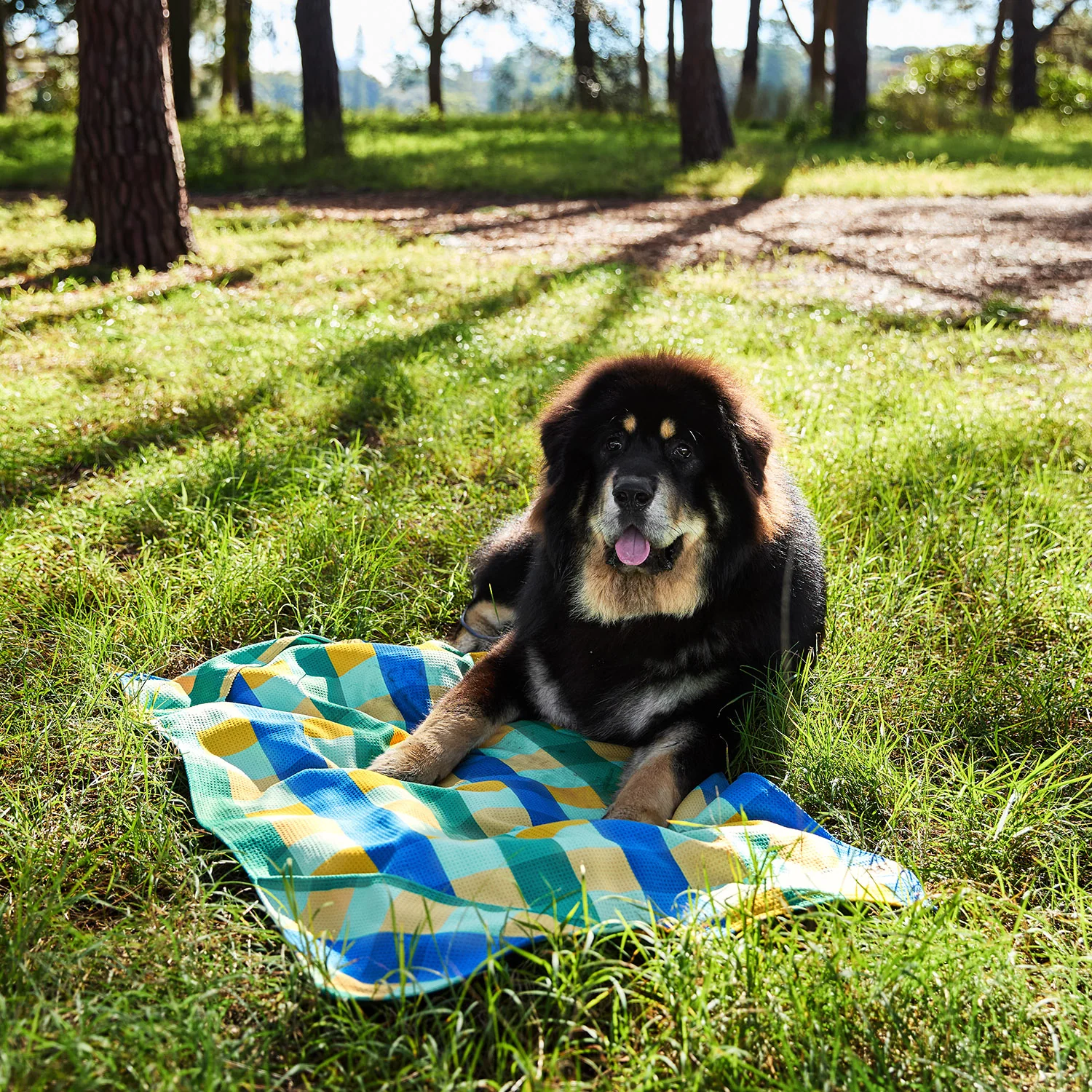 Dock & Bay Dog Towels - Forest Walkies (Set of 4) - Image 7