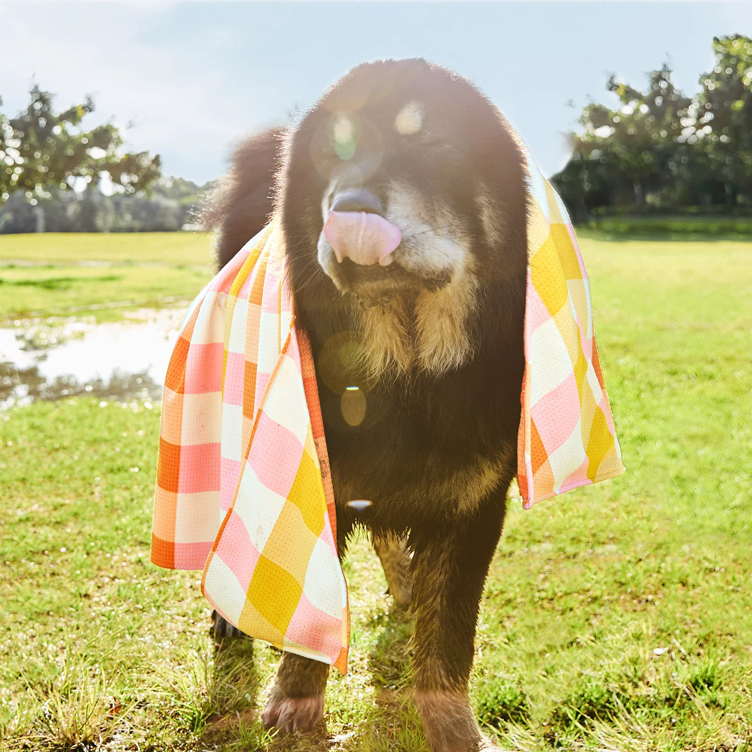 Dock & Bay Dog Towels - Mismatched Mutts (Set of 4) - Image 9