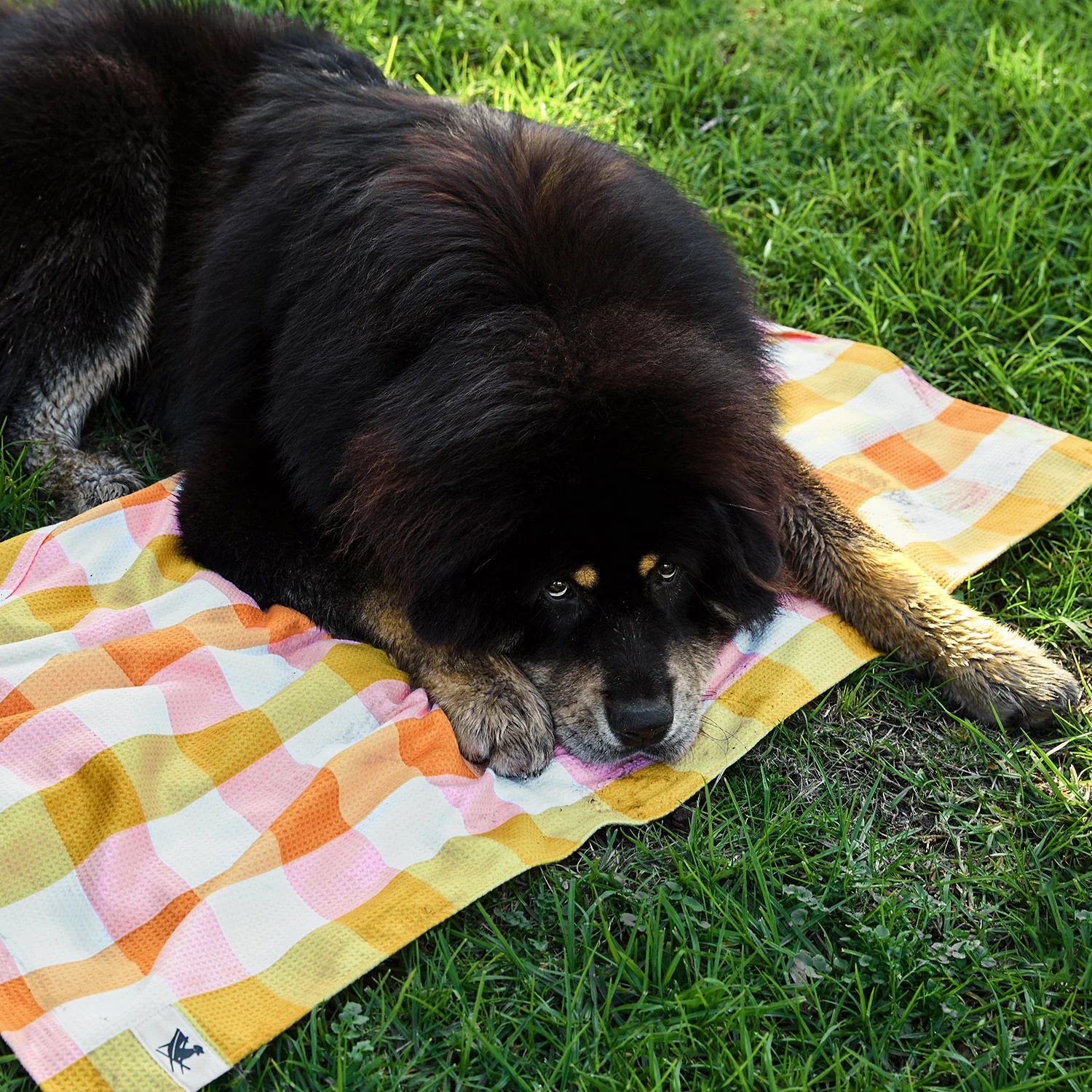 Dock & Bay Dog Towel - Rhubark & Custard - Image 9